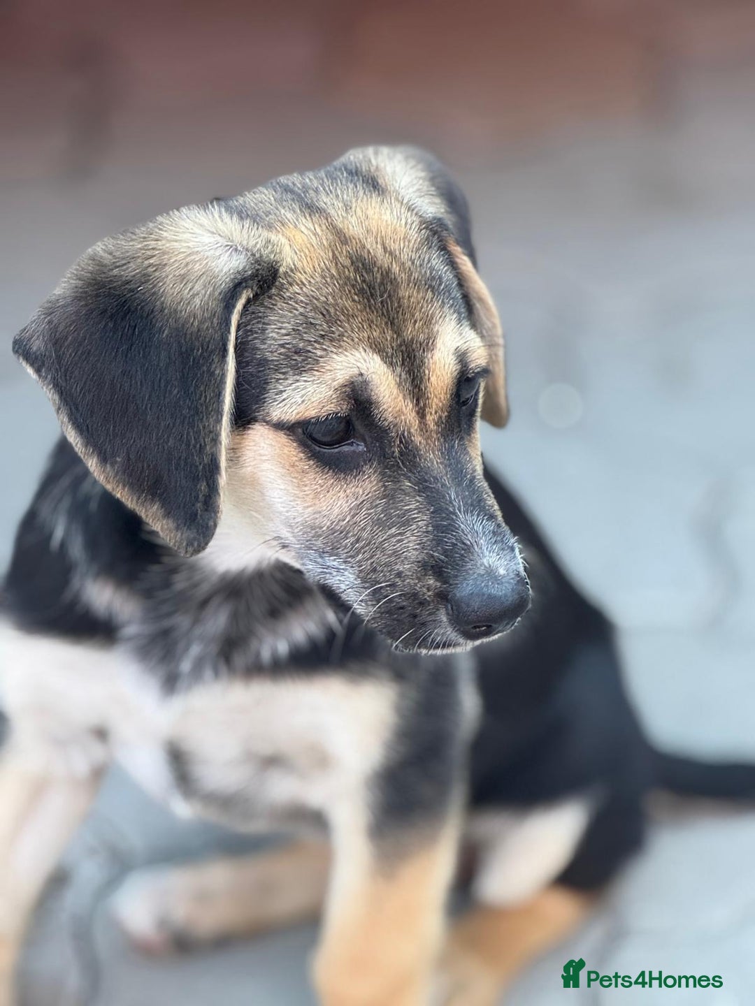 Mixed Breed dogs for adoption: DARIA -  a superb little girl, for a Loving Home - Image 21