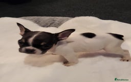French Bulldog dogs for sale: French bulldog 2 boys and four girls - Image 1