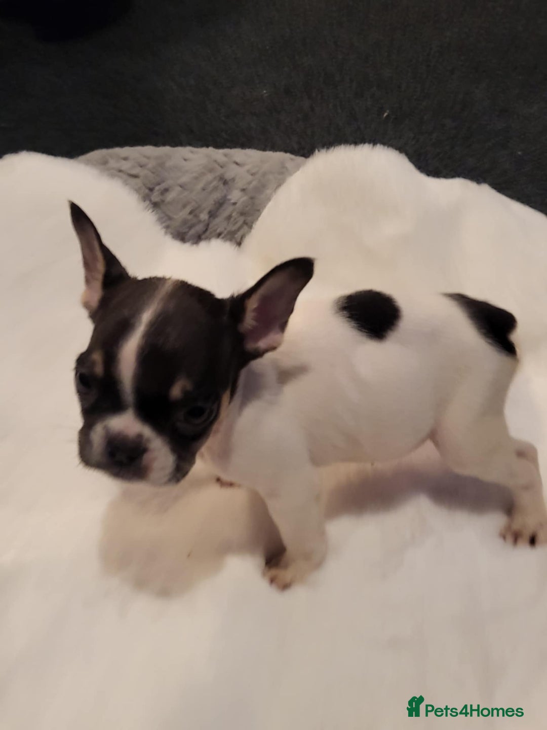 French Bulldog dogs for sale: French bulldog 2 boys and four girls - Image 1