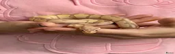 Python Snake reptiles for sale: Ball Python for exceptional home (Viv incl.) in Bristol - Advert 4