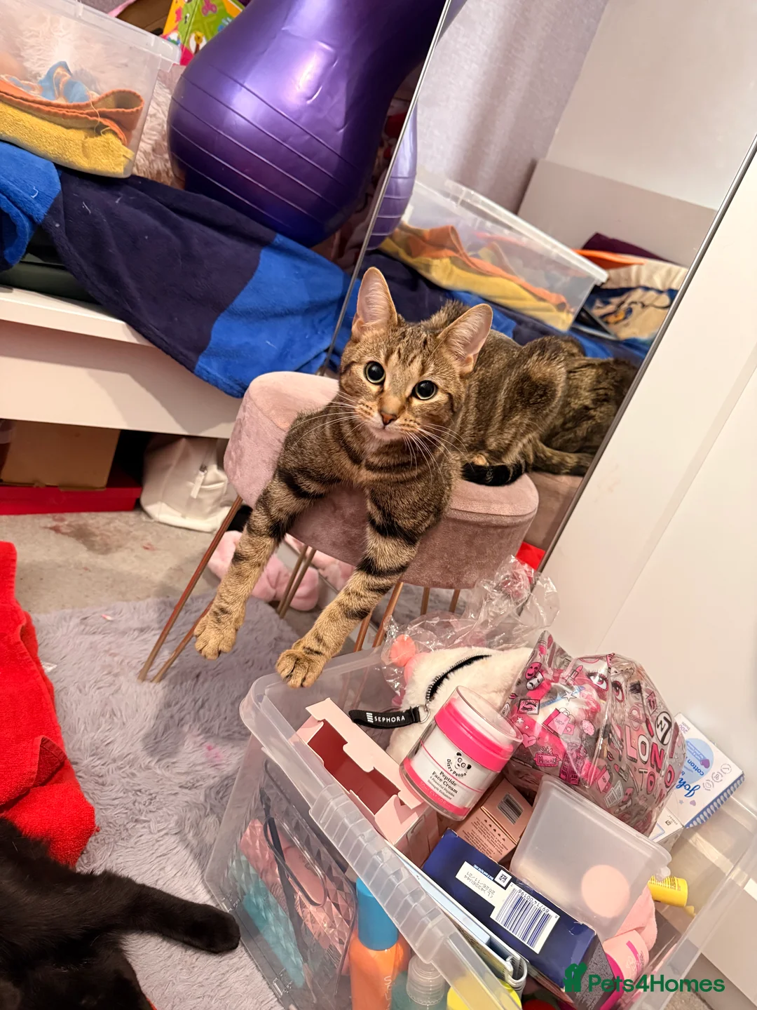Mixed Breed cats for sale: Rehome for Hazel tabby cat  - Advert 6