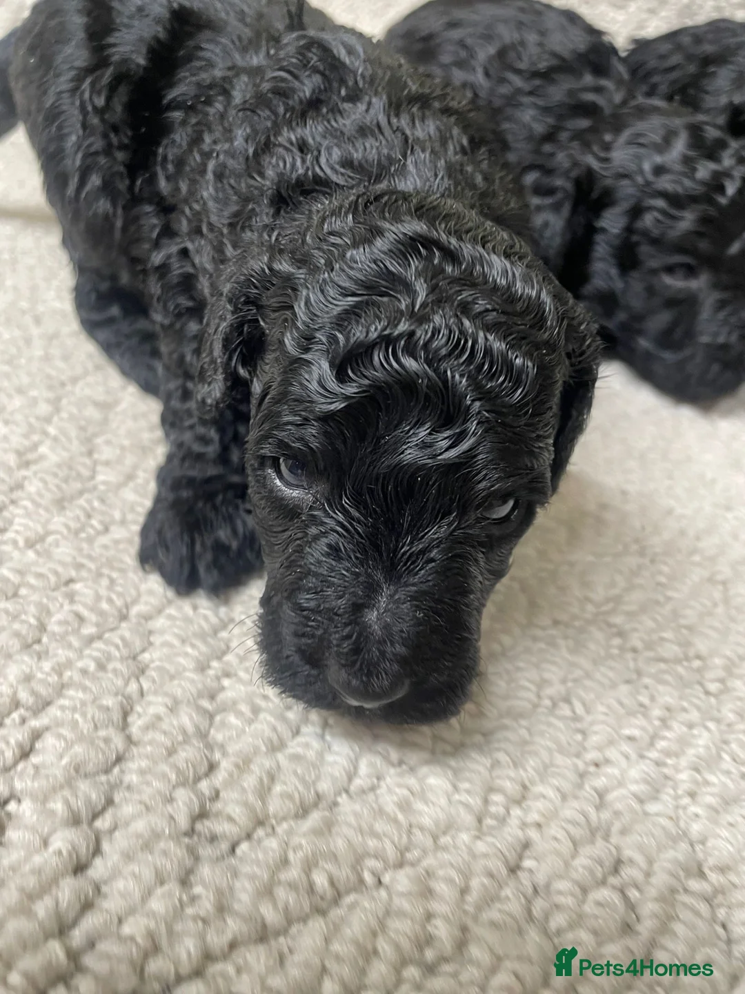 Miniature Poodle dogs for sale: Miniature poodle - Advert 1
