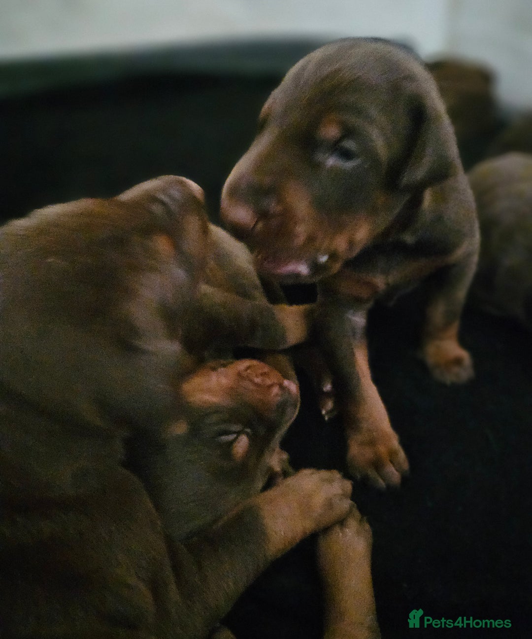 Dobermann dogs for sale: Elite Class World Champion Pedigree Pups KC'D - Image 34