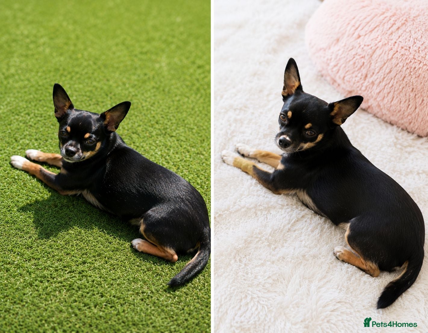 Chihuahua dogs 💙 Tiny Pedigree Chihuahua Puppy Max 7 Months Old - Advert 1
