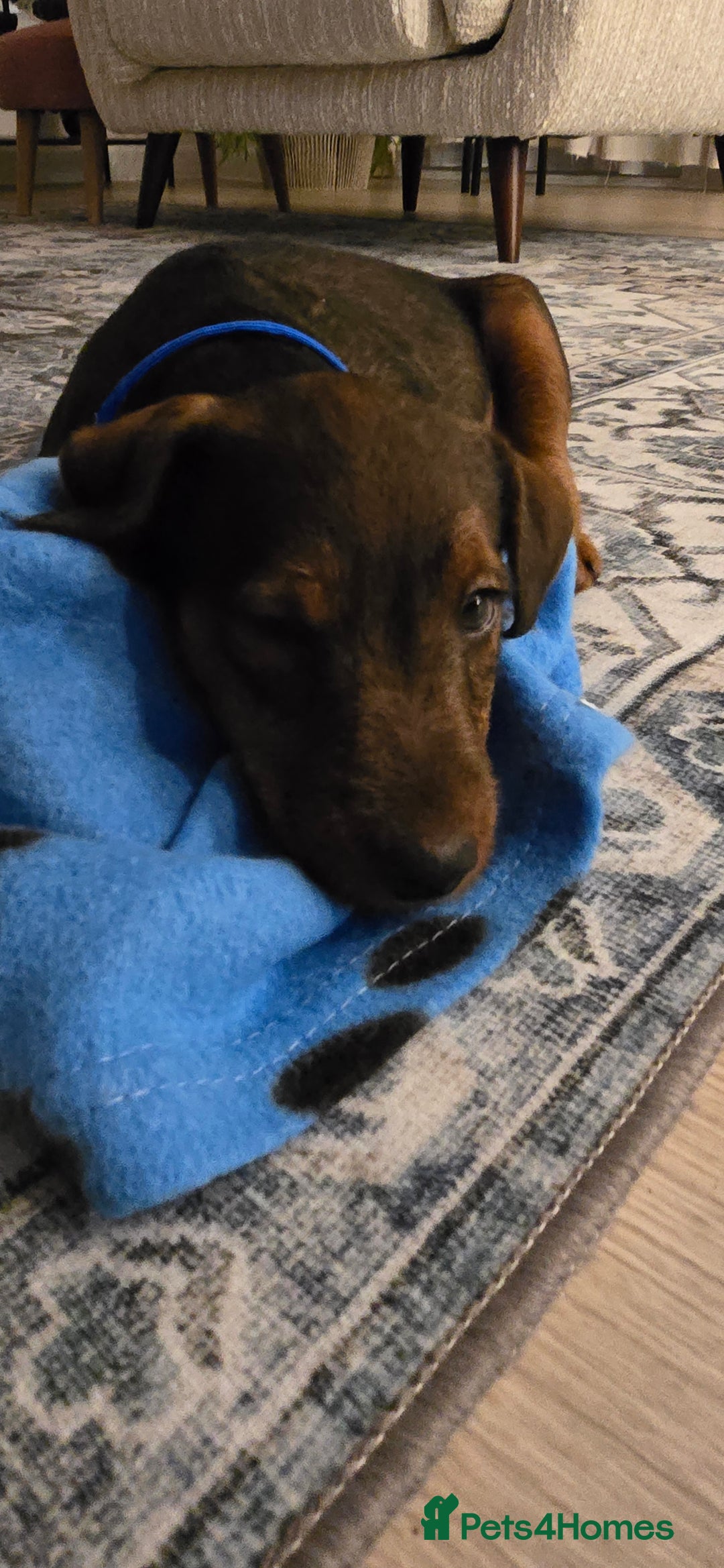 Lakeland Terrier dogs for sale: Lakeland terrier called Chop - Image 4