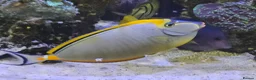 Other/Mixed Breed fish for sale: Large Marine fish in Sale - Advert 1