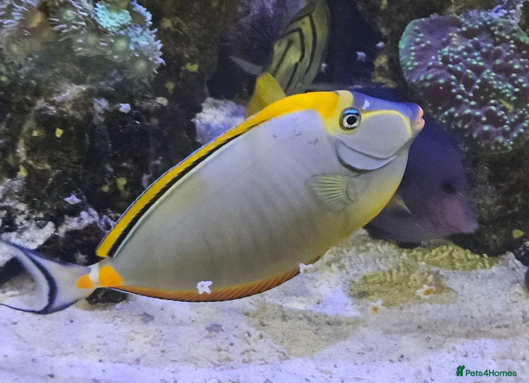 Other/Mixed Breed fish for sale: Large Marine fish in Sale - Advert 1
