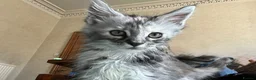 Maine Coon cats for sale: Beautiful Pedigree Maine Coon Kittens  - Advert 20