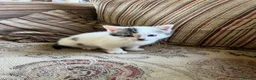 Mixed Breed cats for sale: Gorgeous kitten now looking for her forever home - Advert 8