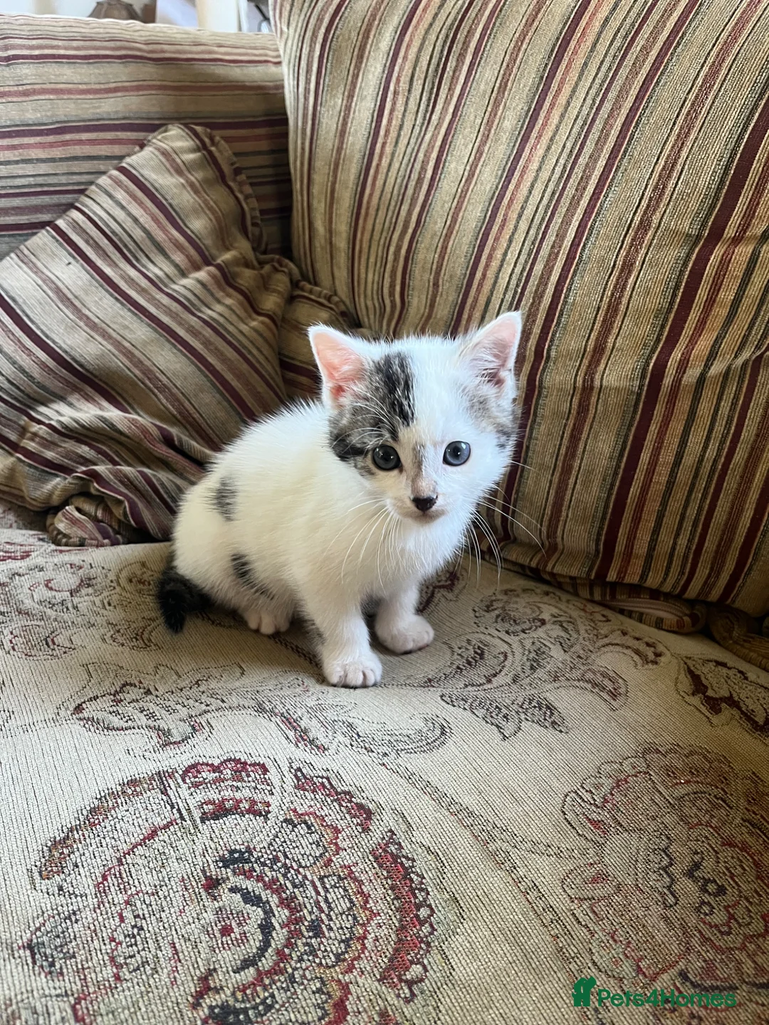 Mixed Breed cats for sale: Gorgeous kitten now looking for her forever home - Advert 8