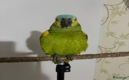 Parrots birds for sale: Blue fronted Amazon with full set up - Image 1