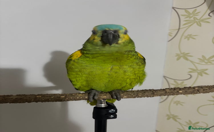 Parrots birds - Advert 2