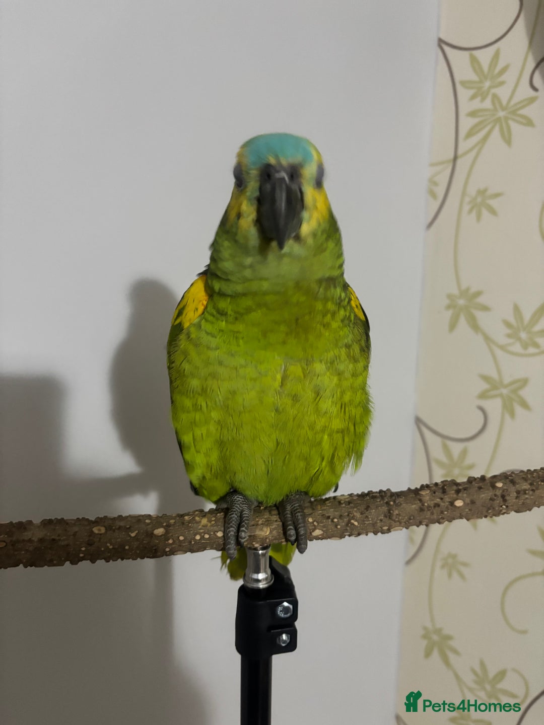 Parrots birds for sale: Blue fronted Amazon with full set up - Image 1