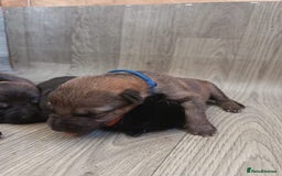 German Shepherd dogs for sale: German puppy  - Image 2