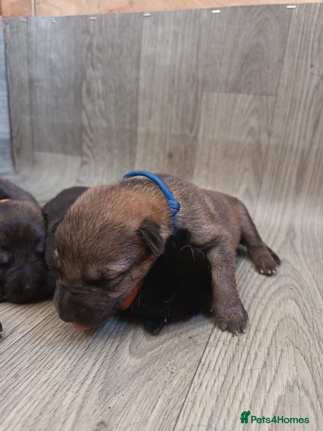 German Shepherd dogs for sale: German puppy  - Image 2