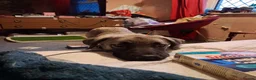 Mixed Breed dogs for adoption:  sandy  6 months Macedonian rescue pups - Advert 8