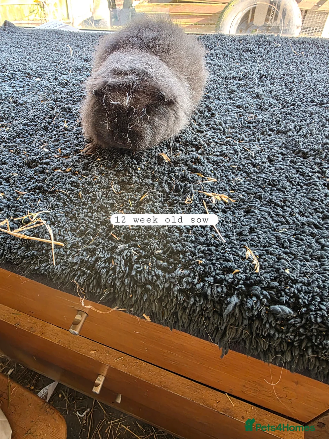 Guinea Pig rodents for sale: Swiss various colours - Advert 2