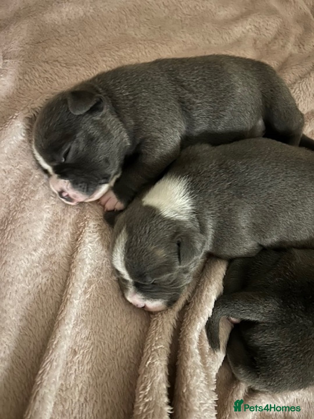 Staffordshire Bull Terrier dogs for sale: 2 beautiful blue/white staffy boys 💙🐾💙 - Advert 9