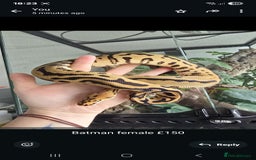 Python Snake reptiles for sale: Ball pythons - Image 1