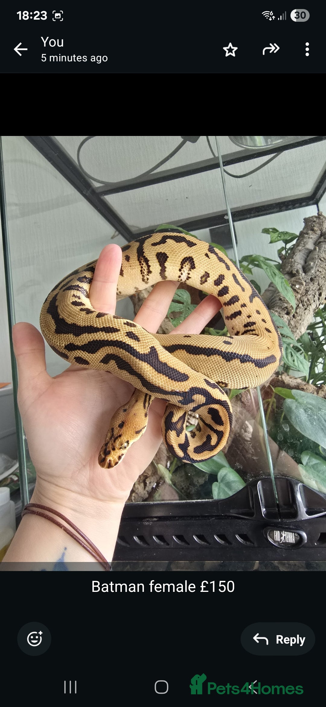 Python Snake reptiles for sale: Ball pythons - Image 1
