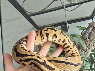 Python Snake reptiles - Advert 1