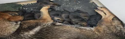German Shepherd dogs for sale: German shepherd by Vom Geolupa Kennels  - Advert 4