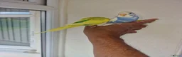 Budgerigars birds for sale: Super Silly hand tamed budgie - Advert 9