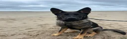 Mixed Breed dogs for sale: 10 month old Shepherd cross - Advert 3