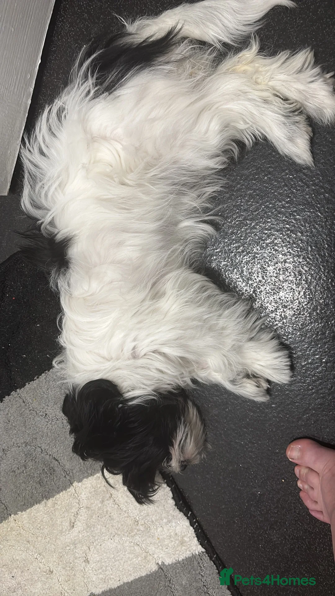 Mixed Breed dogs for sale: Female Shih-Tzu - Advert 4