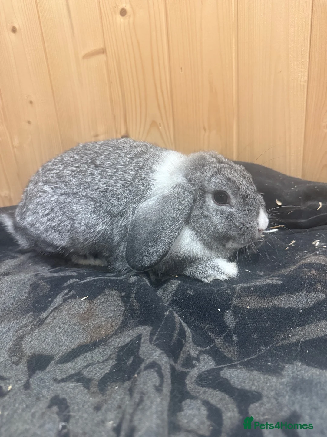 Mini Lion Lop rabbits for sale: Baby Rabbits for sale  - Advert 38