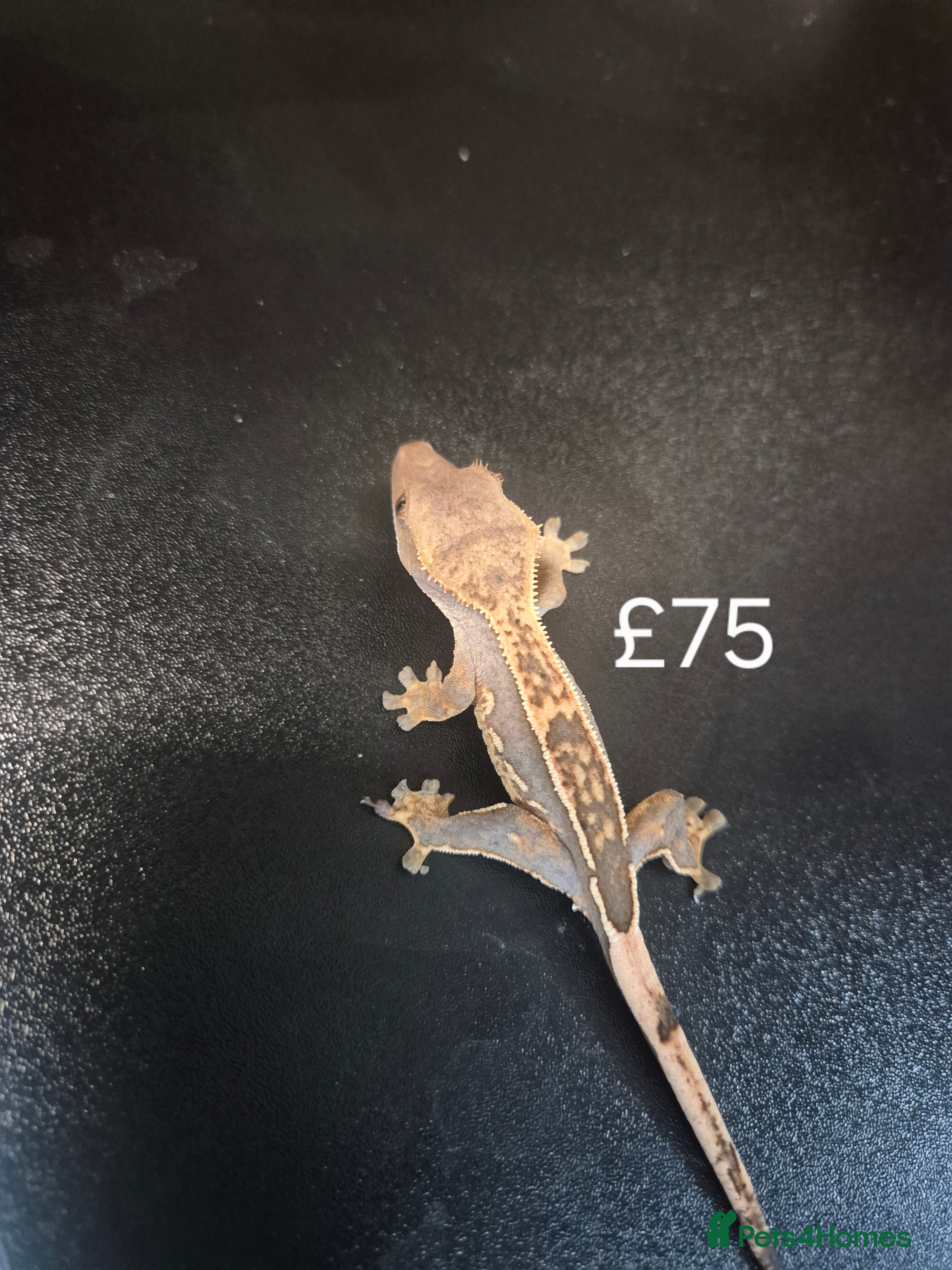 Gecko reptiles Crested geckos - Advert 3