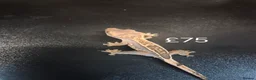 Gecko reptiles for sale: Crested geckos - Advert 1