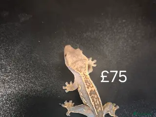 Gecko reptiles Crested geckos - Advert 3