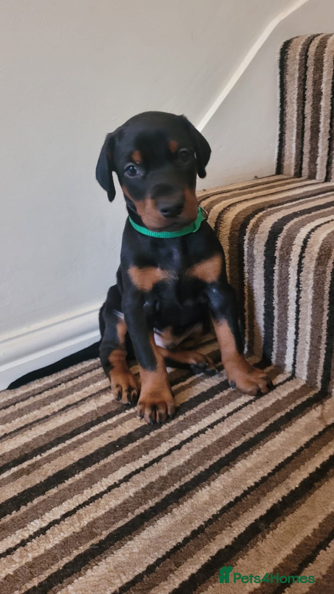 Dobermann dogs for sale: Exceptional Doberman - Advert 9