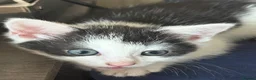 Mixed Breed cats for sale: Kittens  - Advert 12