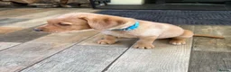 Labrador Retriever dogs for sale: KC Registered Fox Red Labrador puppies - Advert 7
