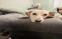 Labrador Retriever dogs for adoption: Dolly in foster in Essex  - Image 7