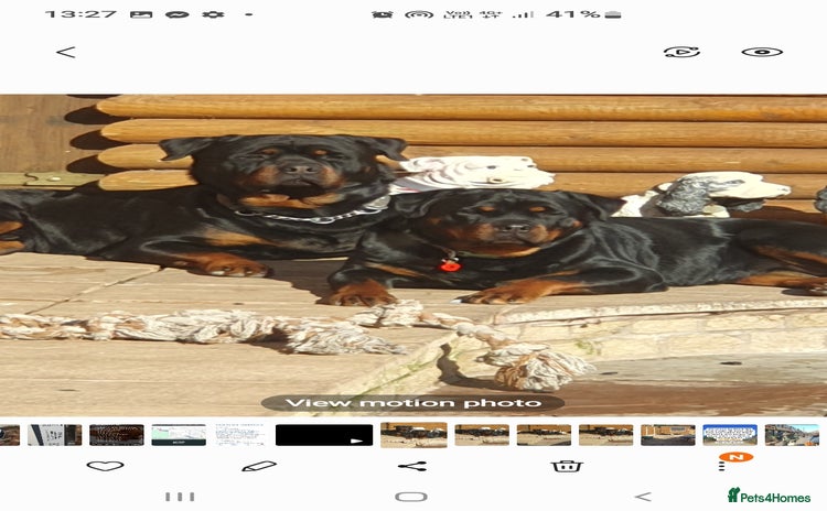 Rottweiler dogs - Advert 1