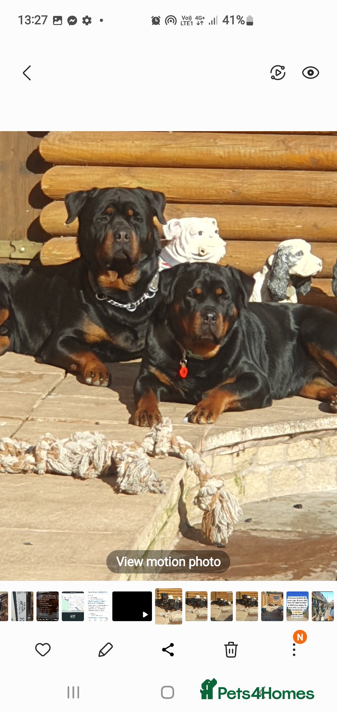 Rottweiler dogs for sale: Kc reg full German champion rottweiler puppies   - Image 20