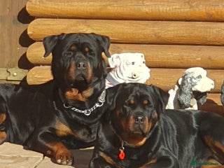Rottweiler dogs Kc reg full German champion rottweiler puppies - Advert 12