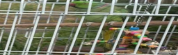 Ringnecks birds for sale: Male Indian Ringneck Parrot For Sale  in Birmingham - Advert 7