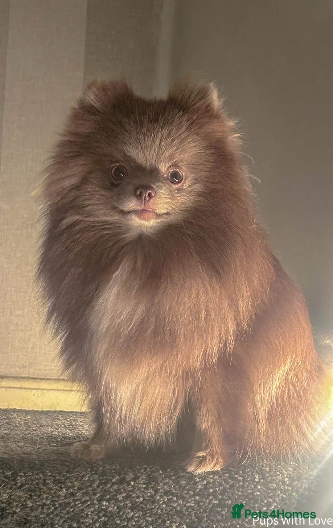 Pomeranian dogs for sale: Beautiful  **  Russian Girls  - Advert 14