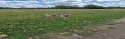 Labrador Retriever dogs for sale: 15 month Labrador Male in Snodland - Advert 4