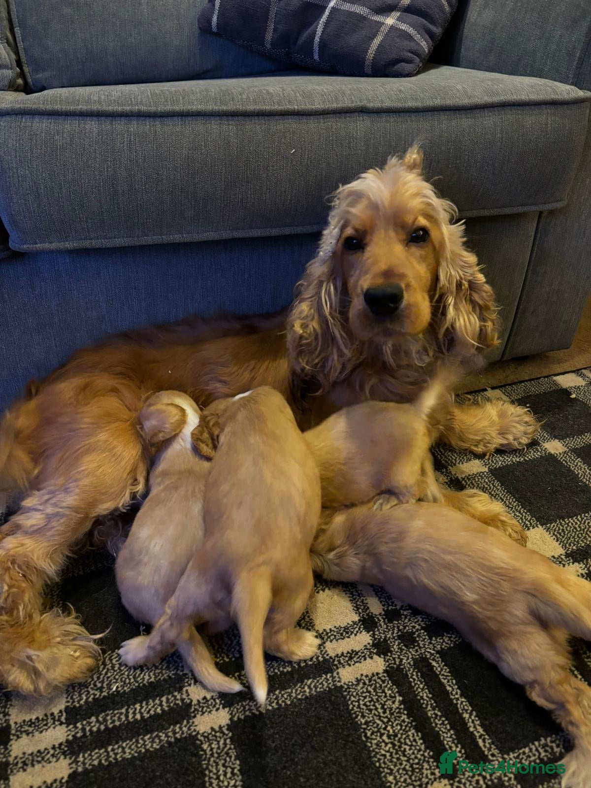 Cocker Spaniel dogs Stunning kc reg show cockers fully health tested  - Advert 1