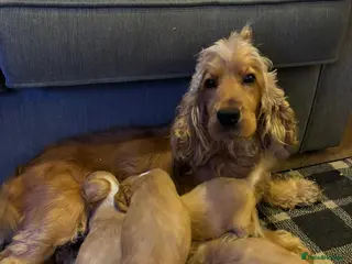 Cocker Spaniel dogs Stunning kc reg show cockers fully health tested - Advert 1