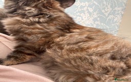 Persian cats for sale: Beautiful Persian x long haired kitten  - Image 13