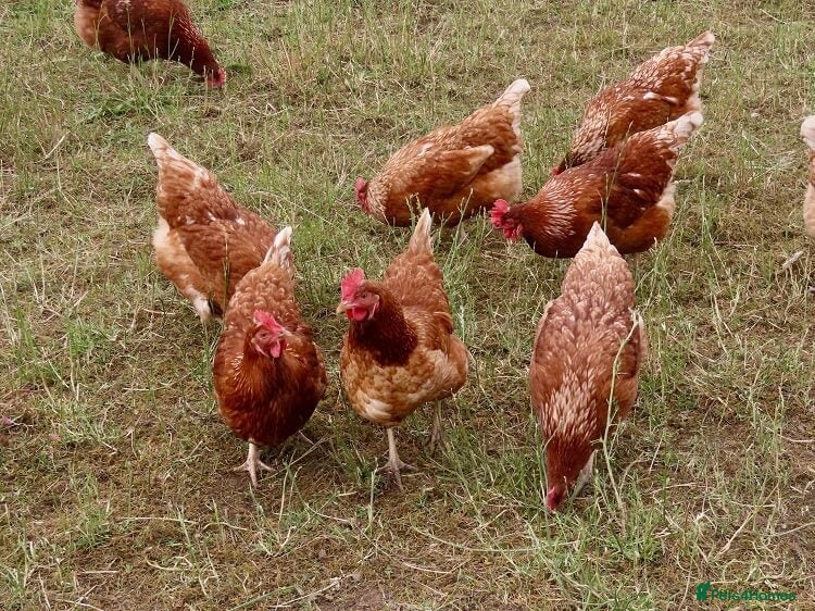 Chickens poultry ISA Brown hens  - Advert 1