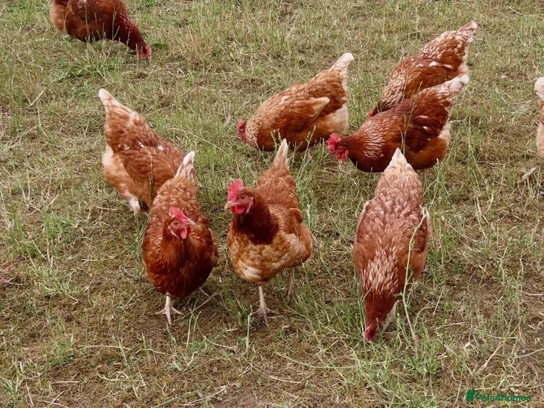 Chickens poultry for sale: ISA Brown hens  - Advert 1