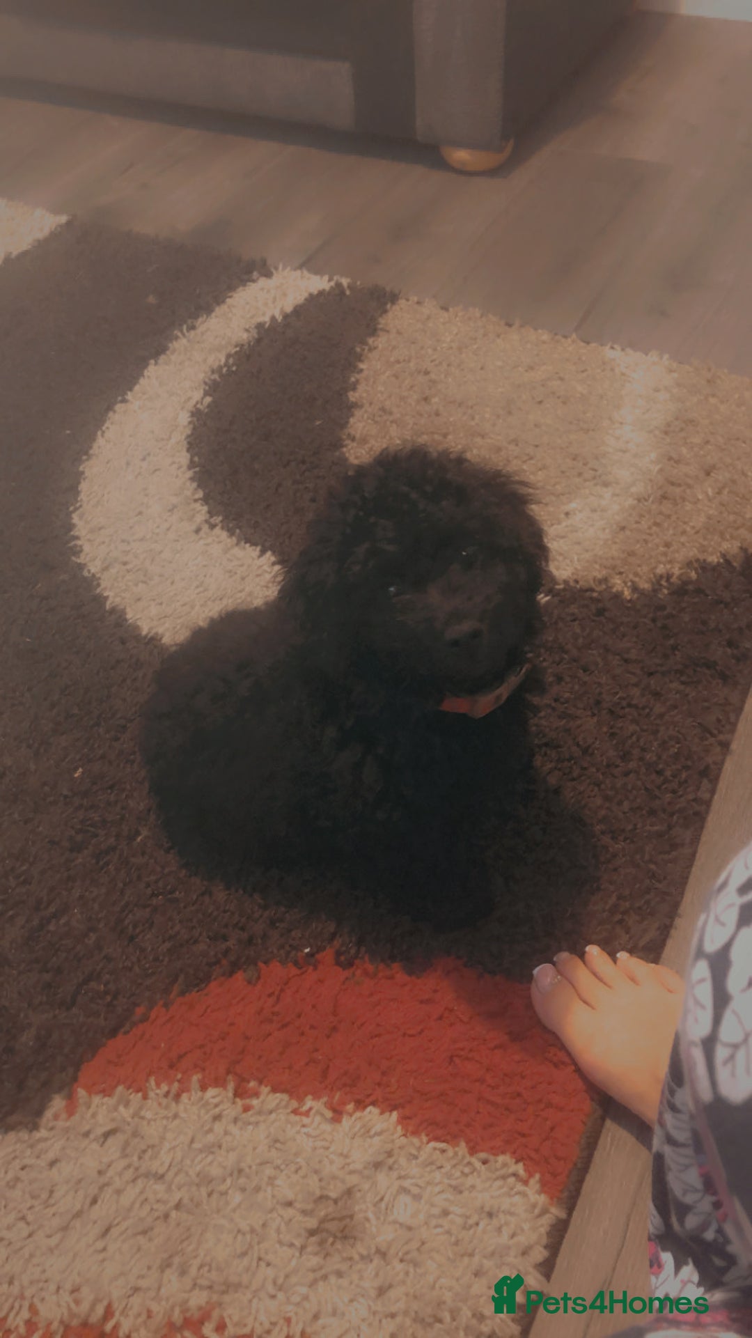 Cockapoo dogs for sale: Lucky  - Image 12
