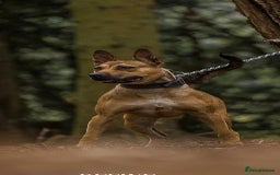 Belgian Shepherd Dog dogs for sale: ENVI 💥 BERRY 2 - Image 6